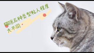 猫咪五种类型粘人程度大不同