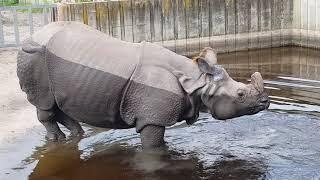 Носорог какает и писяет, rhinoceros pooping, caca de rinoceronte, 犀牛去厕所