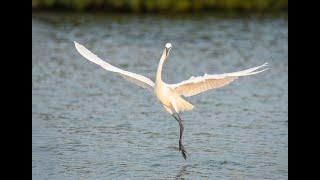 An Unexpectedly Mega Fort DeSoto Afternoon. Bird Photography Lessons with Arthur Morris/BIRDS AS ART