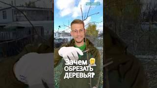 #обрезкадеревьеввесной #обрезкасада #обрезкадерева #обрезканаурожай #обрезкаяблони #обрезкагруши