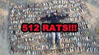 512 Rats in ONE Shed!