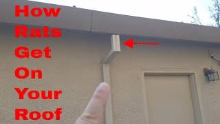 Rodent Control Sacramento - How Rats Get On Your Roof - Drain Spouts