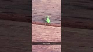 Grasshopper