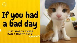 If you had a bad day, just watch these daily happy pets | Day 68