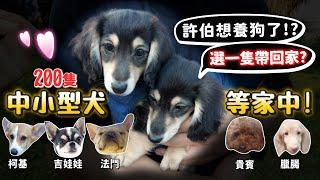 200隻中小型品種犬送養!許伯想養狗了?帶一隻回家中途?柯基、吉娃娃、臘腸、法鬥、貴賓、雪納瑞、柴犬等領養!超多品種貓領養!【許伯簡芝】【許伯中途中】