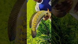 Amazing Hand Fishing #fish_video #handfishing #Shorts #fish #reels