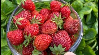 How to Grow Perfect Strawberries in Raised Beds: Sugar-Free Jam Recipe