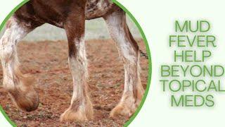 Helping Mud Fever Beyond Topical Medications