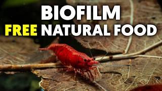 Dwarf Shrimp  5 Ways To Grow Biofilm Fast In Your Shrimp Tank!