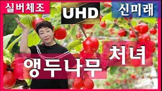 [실버체조]앵두나무처녀_노래 신미래 (원곡 김정애)앉아서 하기 #4K_UHD #주야간보호센터요양원 #치매예방