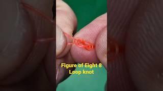 Fishing Knots : Figure of Eight 8 Loop Knot