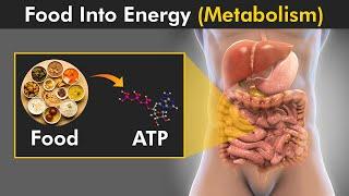 How Food Is Converted Into Energy in Our Body? (Metabolism)