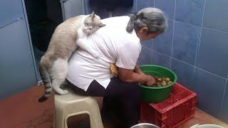 Cats Love Their Owner On A Different Level But It's Real Love