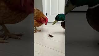 Chicken vs. Duck The Great Cockroach War!