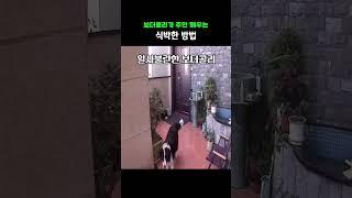 보더콜리가 주인 깨우는 신박한 방법