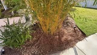 Running bamboo in your tropical garden.  (Phyllostachys Bamboo) Can it be controlled?