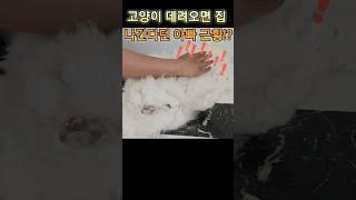 고양이 데려오면 집 나간다던 아빠 근황?! #shorts#funnycat#funny#고양이#통통살이오른똥배위로나도모르게손이 #루퐁이네