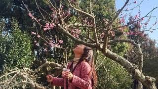 Tanvi Gallery 딴비 갤러리. 매화의 향기에 취해 눈물나는 매화차. 성하림 ‘매화’ 오정엽의 미술이야기 (문의 010 8497 4862)