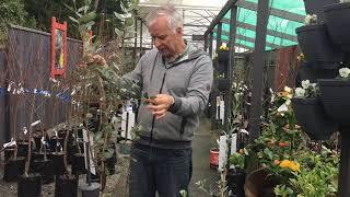 Olives & feijoas - Pruning And Training Plants For Beginners