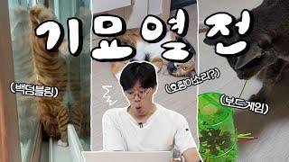 이왜진? 수의사인생을 뒤흔든 역대급 천재 고양이들