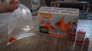 GOLDFISH *ONLY* AQUARIUM SETUP!!