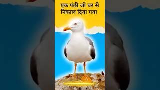 What Jonathan Livingstone Seagull Can Teach Us About Achieving GREATNESS
