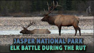 Elk Fight During the Rut - Jasper National Park - Elk Battle in the Athabasca River