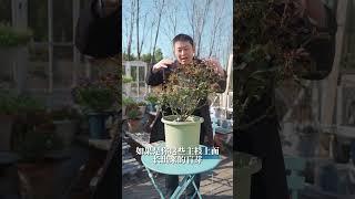 月季盲芽怎么分辨，这样处理不愁没花！【天狼说月季】