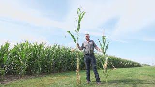 Towering cornstalks in Iowa could soon be replaced by newly developed 'short corn'