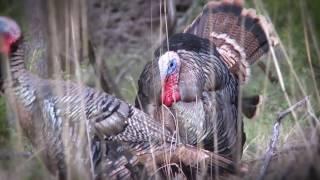 Episode 12: Kansas Gobblers