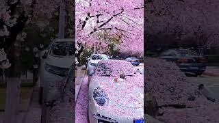 cherry blossom 