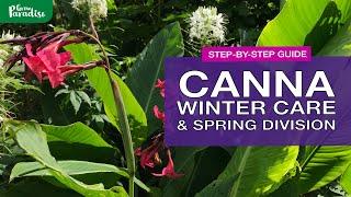 Canna winter storage & spring division | Step-by-step guide