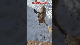 Baby deer hand feeding!!! #montana #family #deer #deercherup #bestplacetolive #babydeer #wildlife