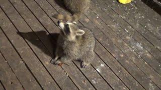 Two baby raccoon and mom at the diner