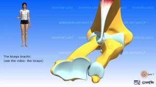 Pronation-supination. The muscles