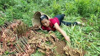 20 years old girl Harvesting ginger garden on the mountain to sell at market, my daily life