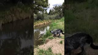 Warren at Big Sky Dog park canal