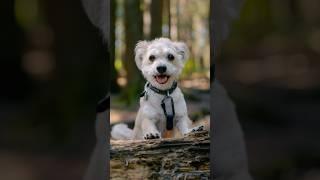 Photographing my dog in the forest 