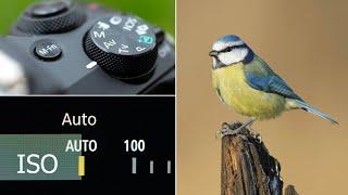 Wildlife Photography For BEGINNERS - Try This EASY Exposure Method