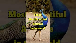 Top 10 Most Beautiful animals in the world