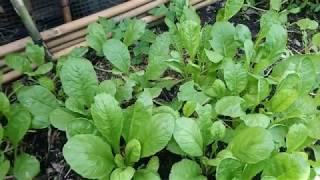 How To Make Easy Garden Raised Bed Using Bamboo