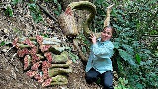 Harvesting blood vine plants in the forest goes to market sell - Growing fruit trees, Farm life