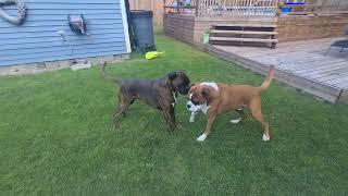 Boxers fooling around! Boxer play is not like normal dogs.