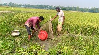 ধান খেতের ভিতরে জমা পানি সেচে অনেক মাছ ধরলাম (new village fishing videos, fishing videos today).