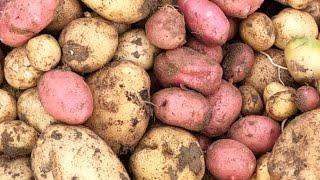 Harvesting Organic Vegetables/ potatoes/ Garlic/ bitter eggplant