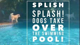 Legendary Acres Hobby Farm: Happy Golden Retrievers Swimming in the Swimming Pool