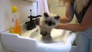 Kitties Bath Time - How to Give a Kitty a Bath - Victorian Gardens Cattery.MP4