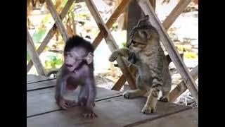 Baby monkey fighting with cat, who will win? #shorts #monkey