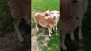 What’s the deal with hair sheep? #homestead #sheep #shepherd #farm #youtubeshorts