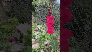 So beautiful flower  #Apu #Nature